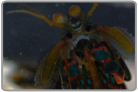 Purple Spot Mantis Shrimp